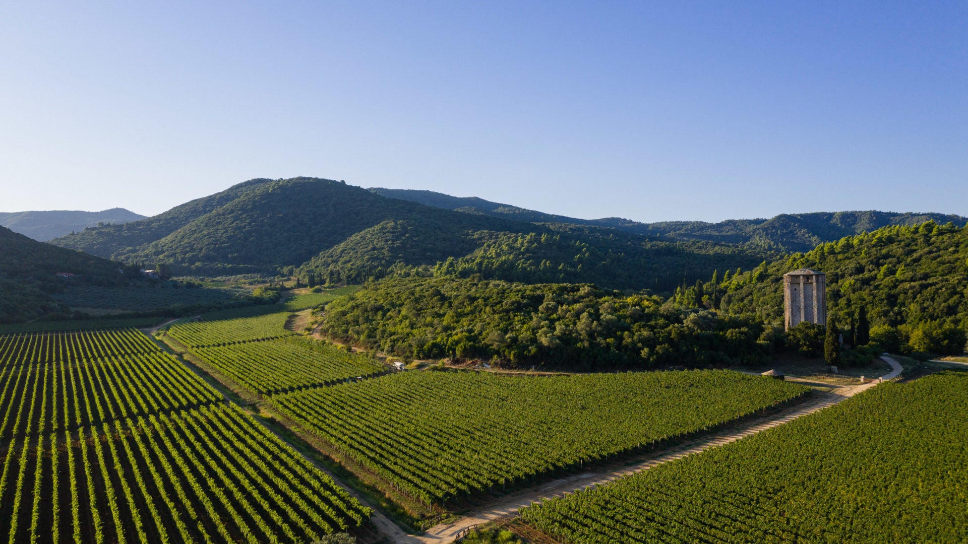 Vineyards